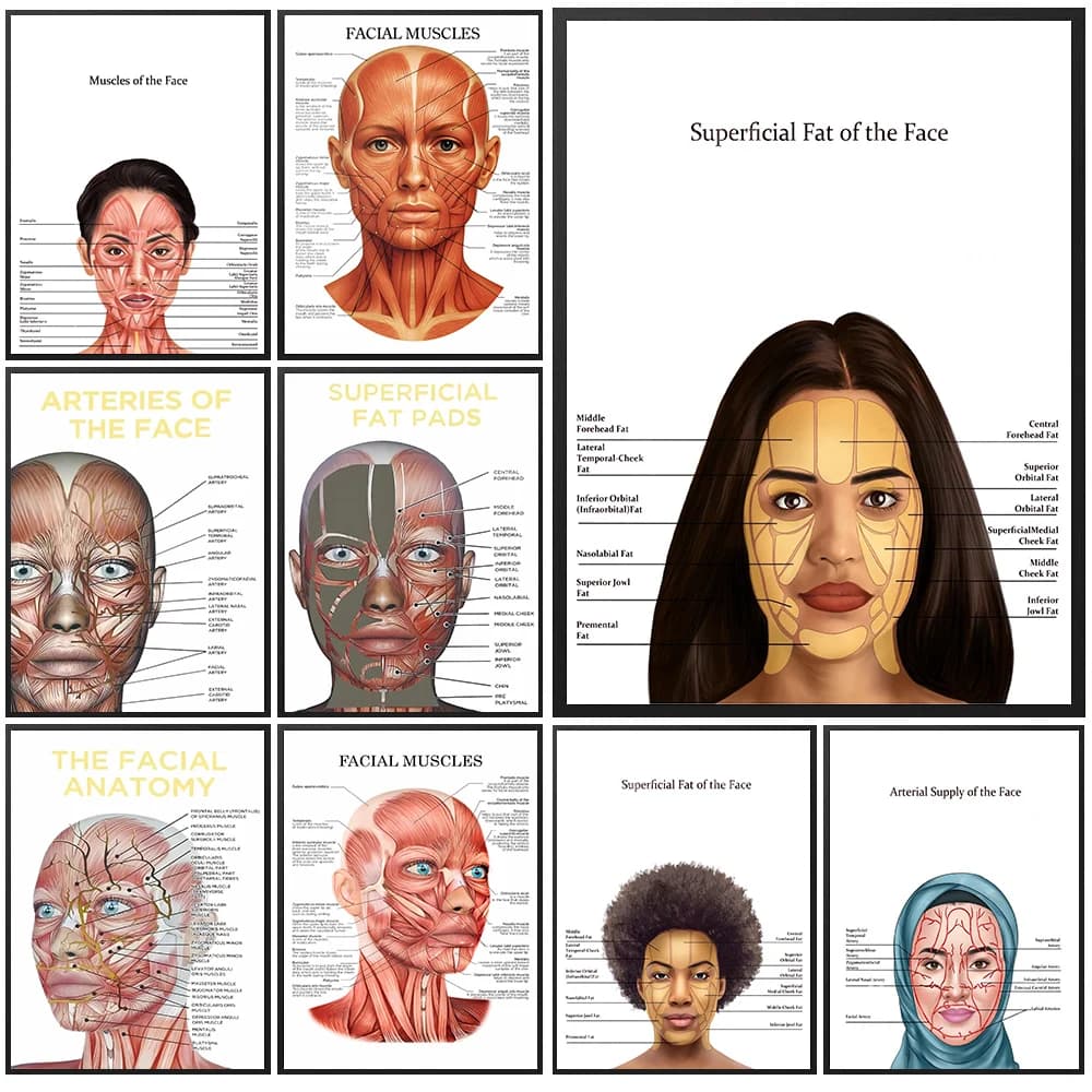 Aesthetic Clinic Face Anatomy Muscles Nerves & Facial Fat Wall Art Canvas Painting,Face Muscles Chart Esthetician Art Poster