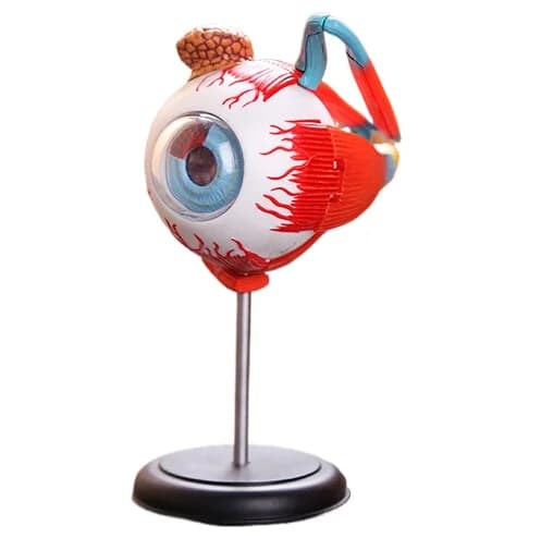 3d eye model 32 pcs assembled  human anatomy model new 3D structure of the eye puzzle