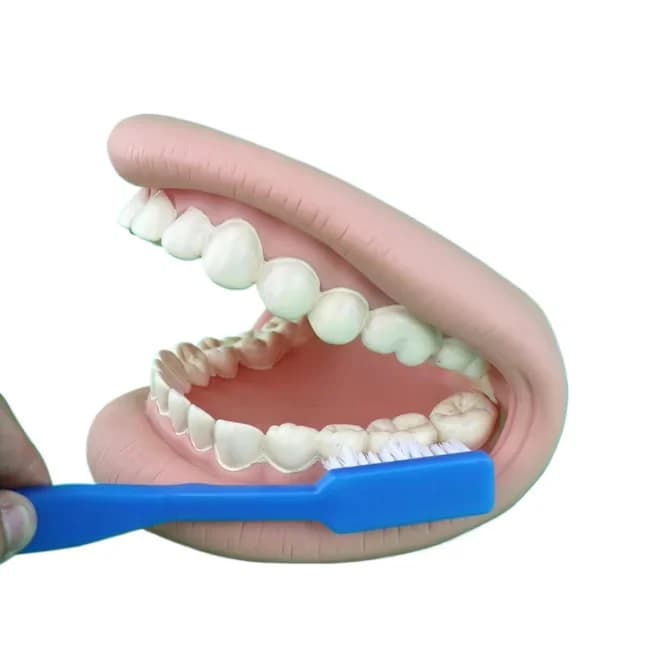 High-quality medical anatomical tooth model for chewing and brushing demonstration