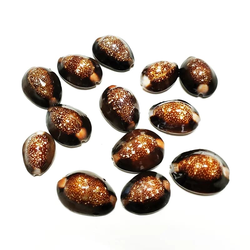 10/100 PCS Snake's Head Cowrie Shells Natural Cypraea Caputserpentis Seashell Wedding Decor Ocean Jewelry Coastal Gifts