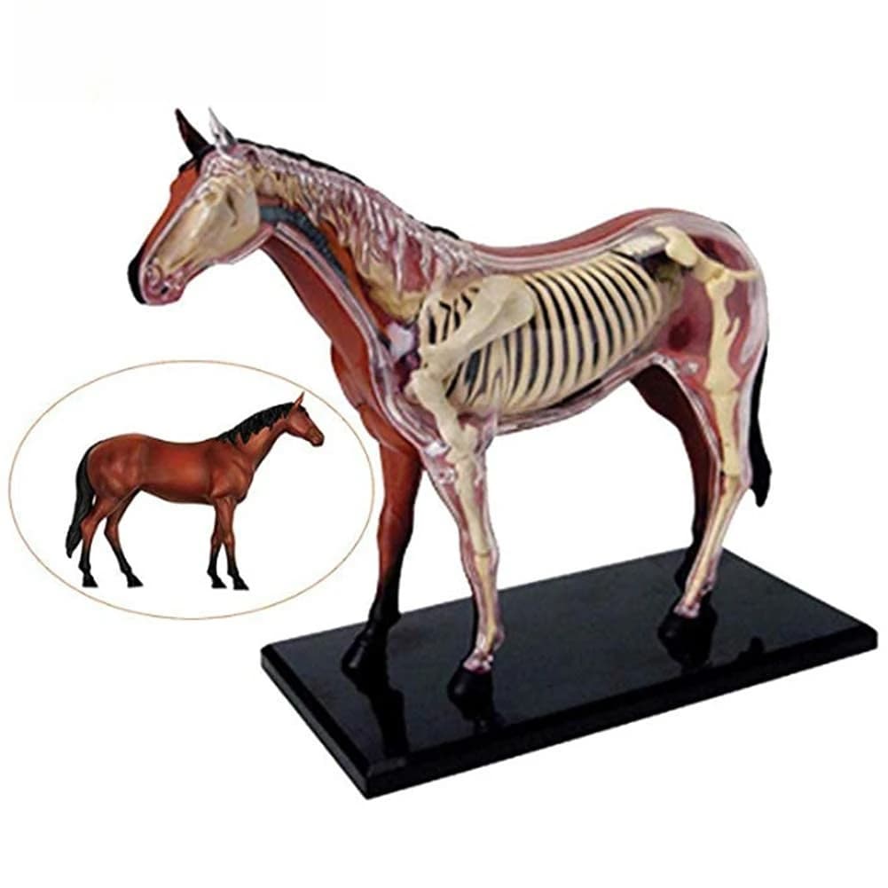 Assembled Horse Organ Anatomy Model Animal Teaching Simulation Kit