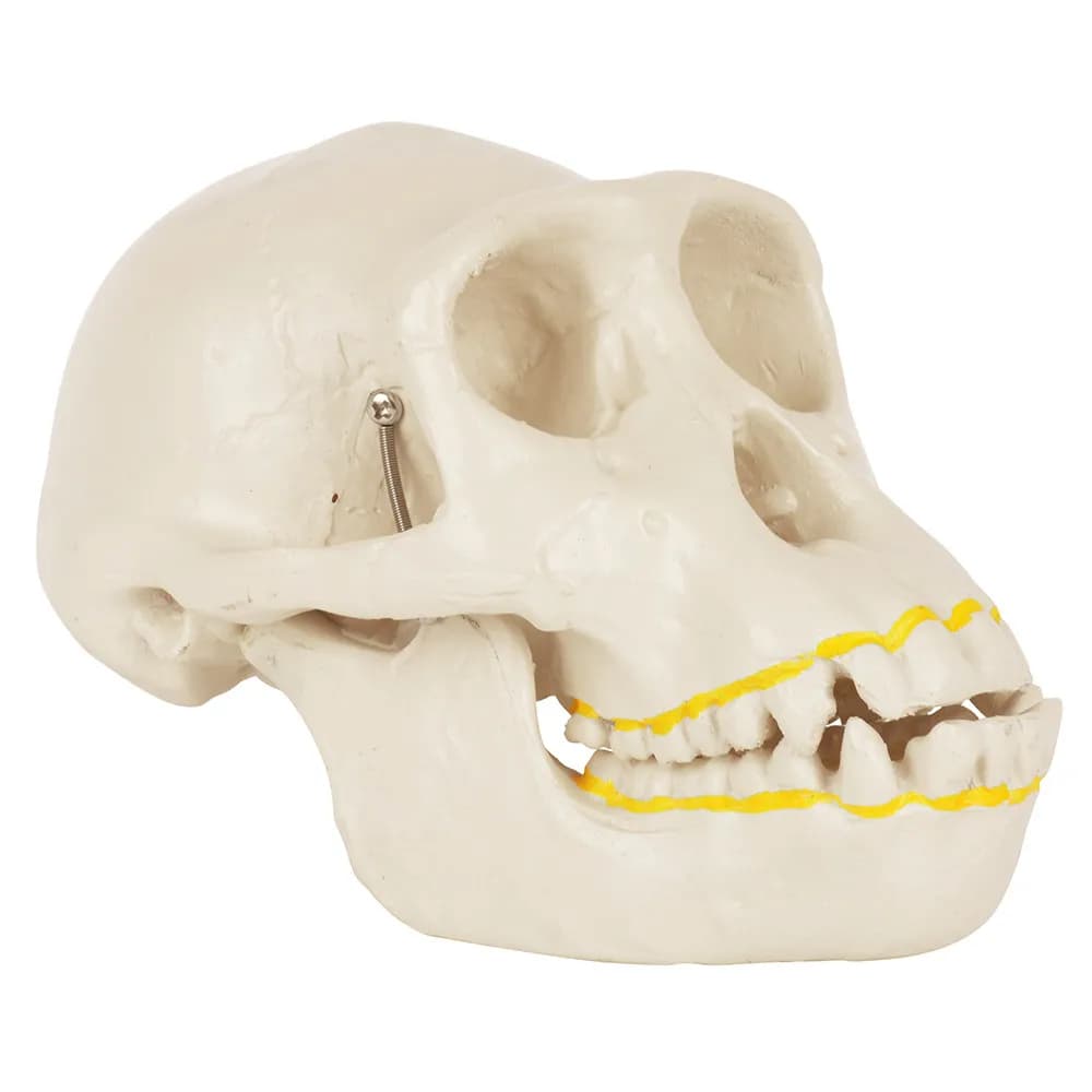 Dapu Chimpanzee Skull Skeleton Doctor Nurse Training College Demonstration Teaching Decomposable Skull Model