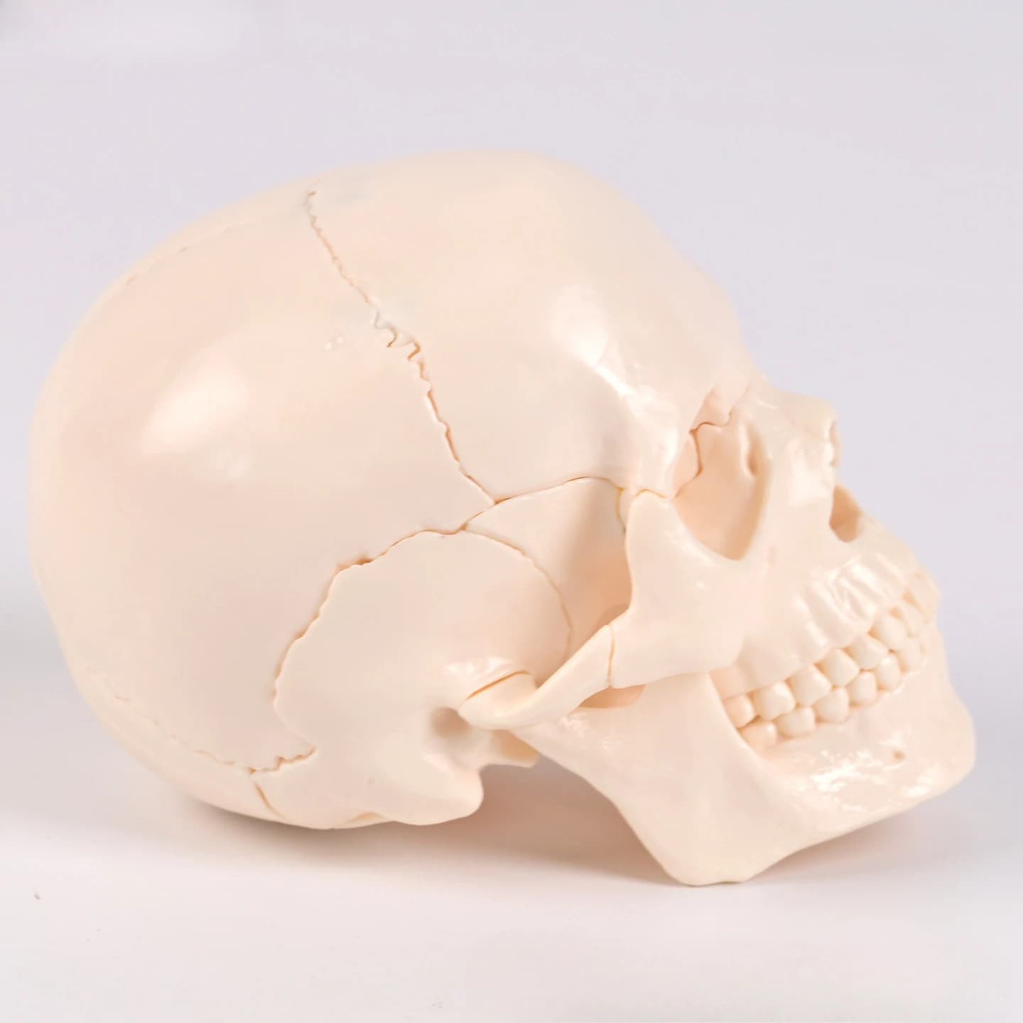 Medical Split 15-Part Human White Skull Model