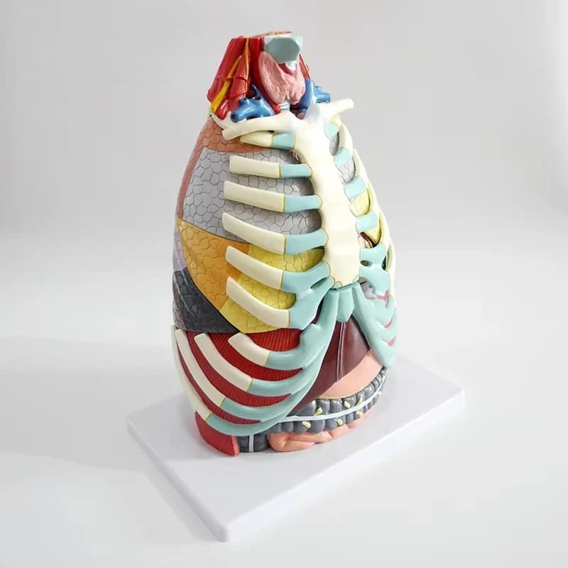 15-Part Laryngeal Cardiopulmonary Anatomy Model Durable Medical Training Tool