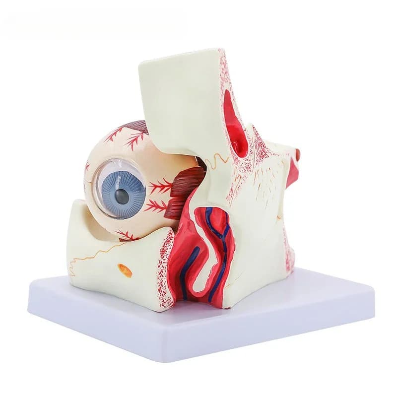 Human Eye and Orbit Enlarged Anatomy Model, Enlarged 3 Times to Show Optic Nerve and Muscles, Cornea, Iris