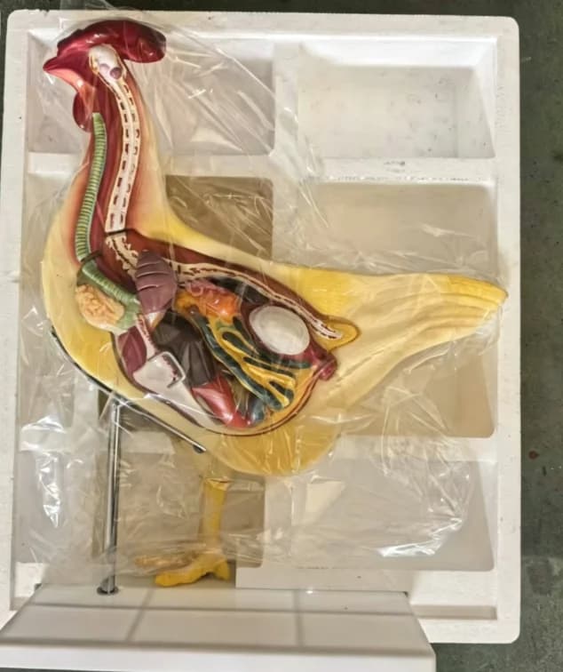 PVC High Simulation Chicken Visceral Dissection Model Detachable Teaching Tool