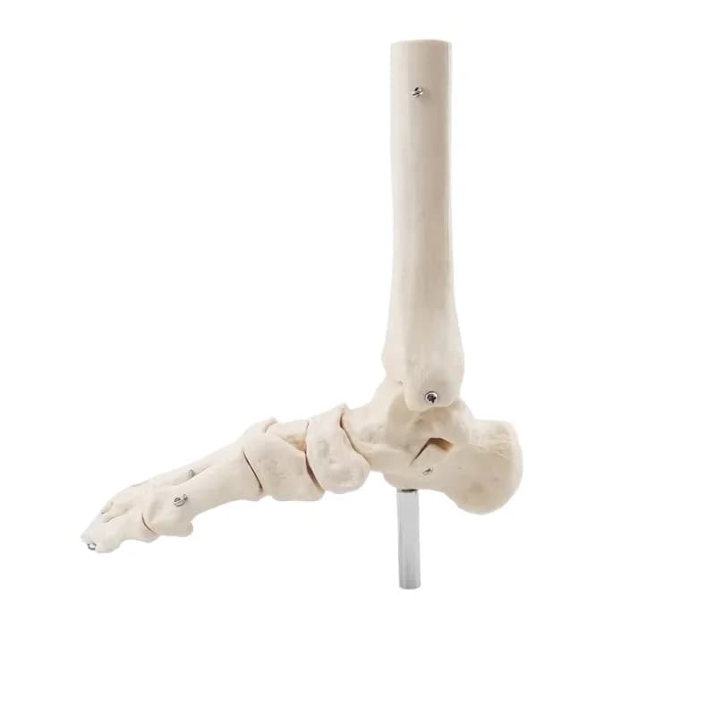 Life-size Foot Joint Skeleton Anatomy Medical Model Human Anatomical Education Models