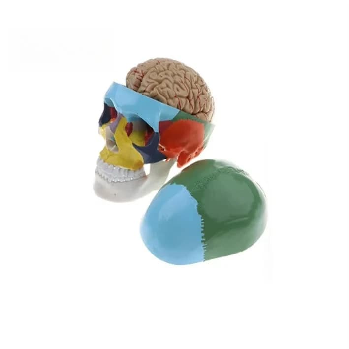 Teaching Skeleton Model Human Head Anatomy 9 Parts PVC Color Brainstem Separation Medical Science