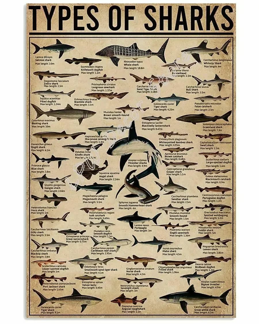 All Types of Shark Poster Notice for Diver for Decor Bathroom Gift for Diver Signs Vintage Road Signs High Way Metal Tin Sign