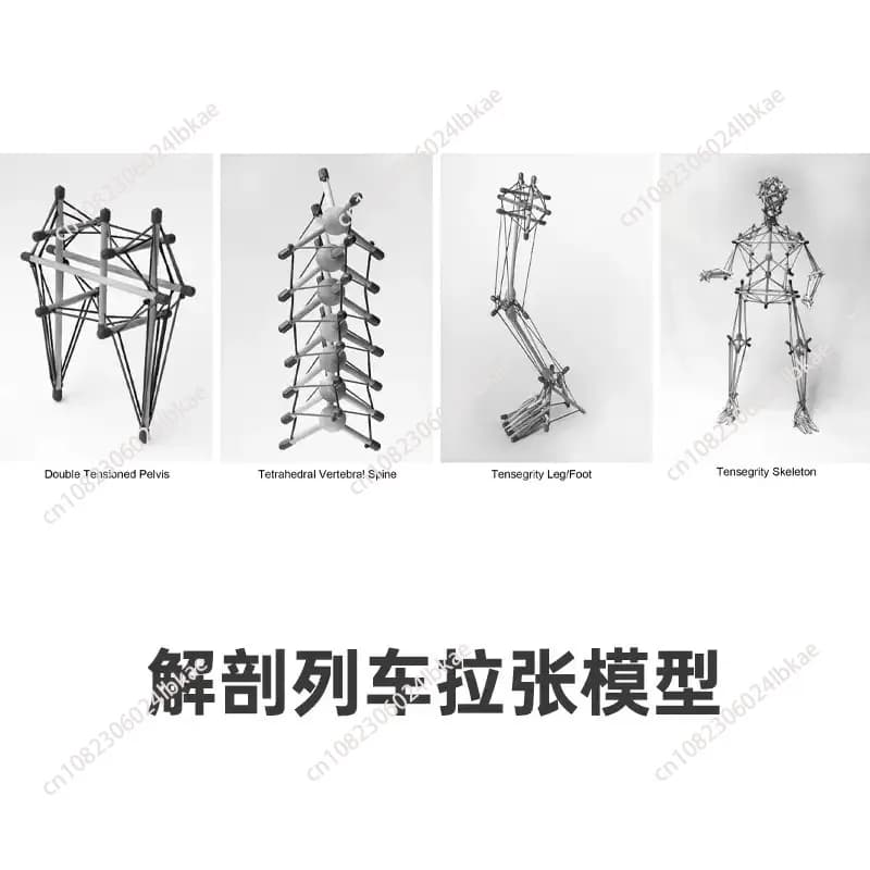 For Pelvic Tension Model Structure Rehabilitation Fascia Tensioning Teaching Aids Anatomy Trains Structural Integration 1 piece
