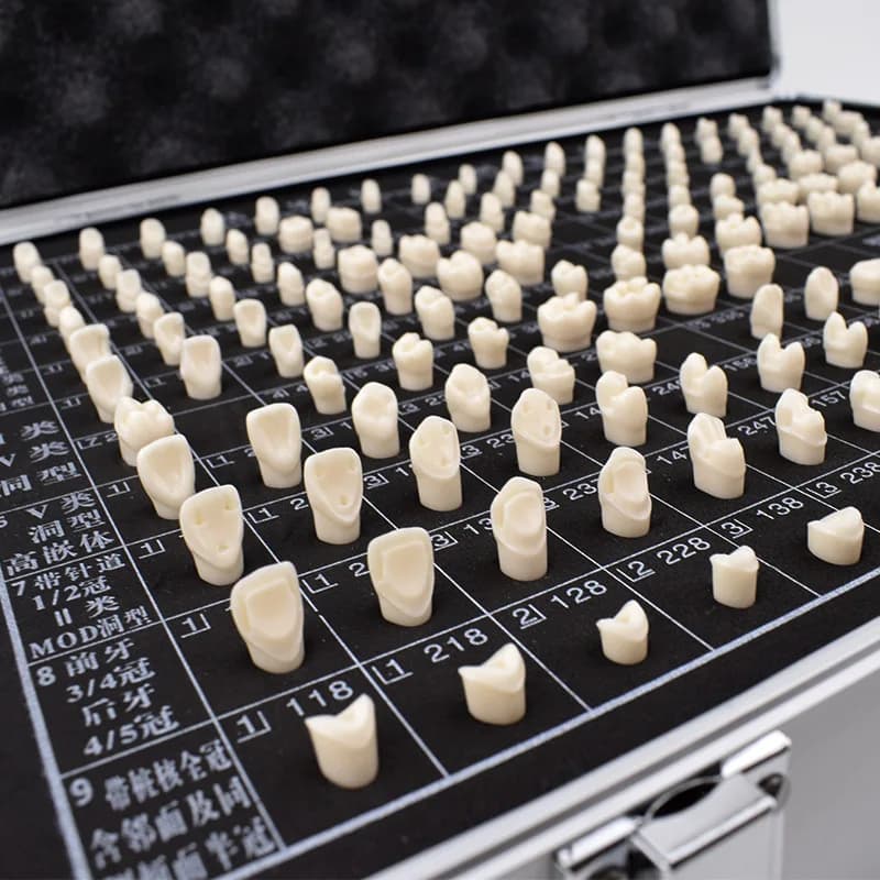 Demonstration Model of Tooth Preparation, Full Crown Inlay Cavity Implants Porcelain-based Crown Bridge Display