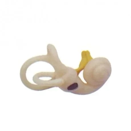 Lost inner ear model Human ear semicircular canal Cochlea semicircular canal Anatomical model Inner ear model