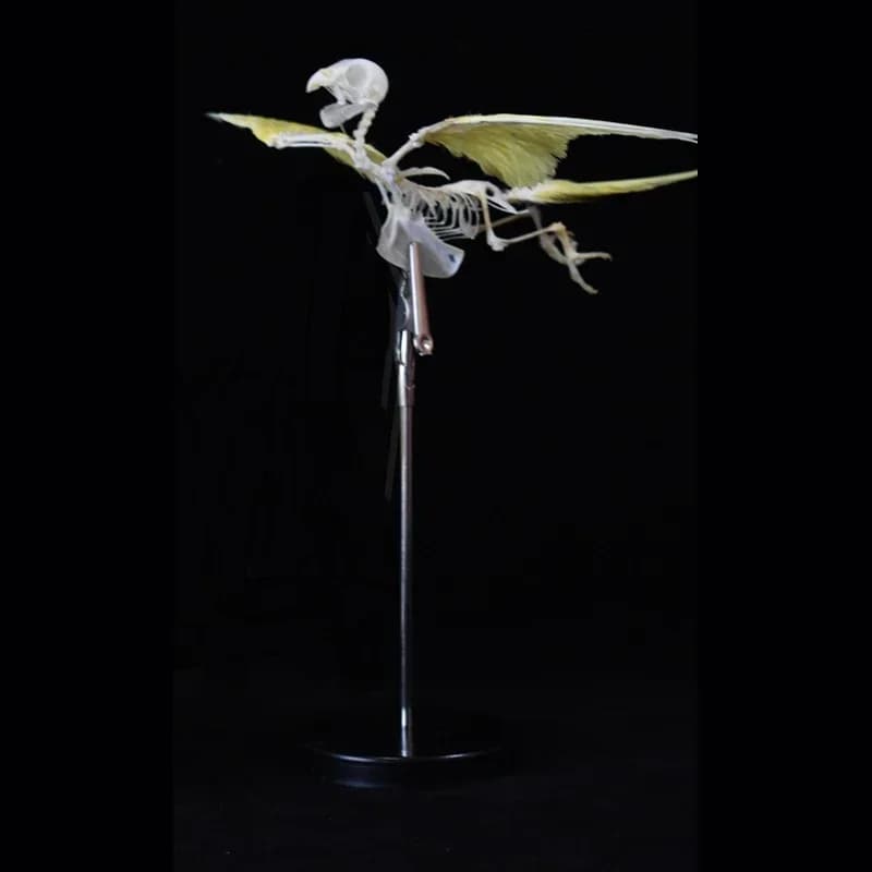 2030 Avian Flight Skeletal Allegory Gothic Reliquary Art Bone Articulation Ornithology Replica Soaring Ossuary Bird Sculpture