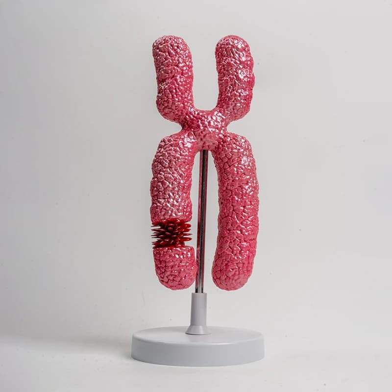 Human chromosome model genetic engineering teaching demonstration model