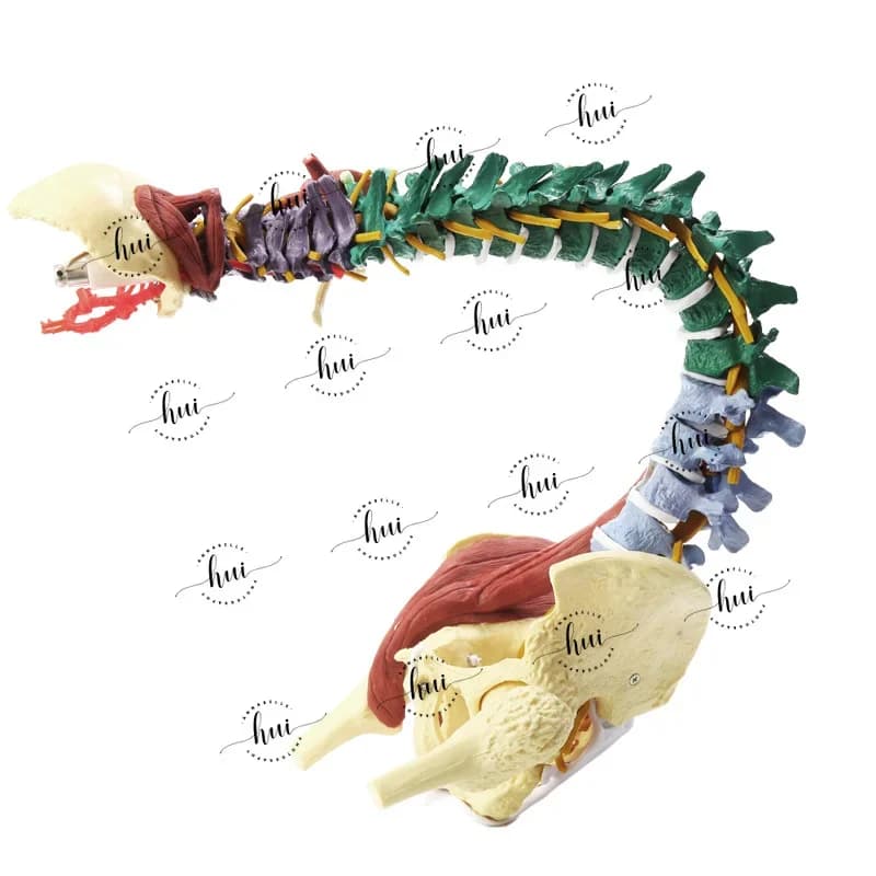 Life Size Spine Model Skeleton Anatomy Model with Detailed Flexible Vertebrae Lumbar Column Anatomical for Educational Study