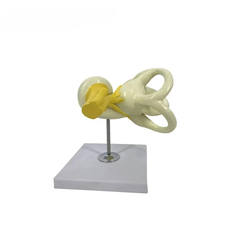 High quality hot selling 2 part ear anatomy model