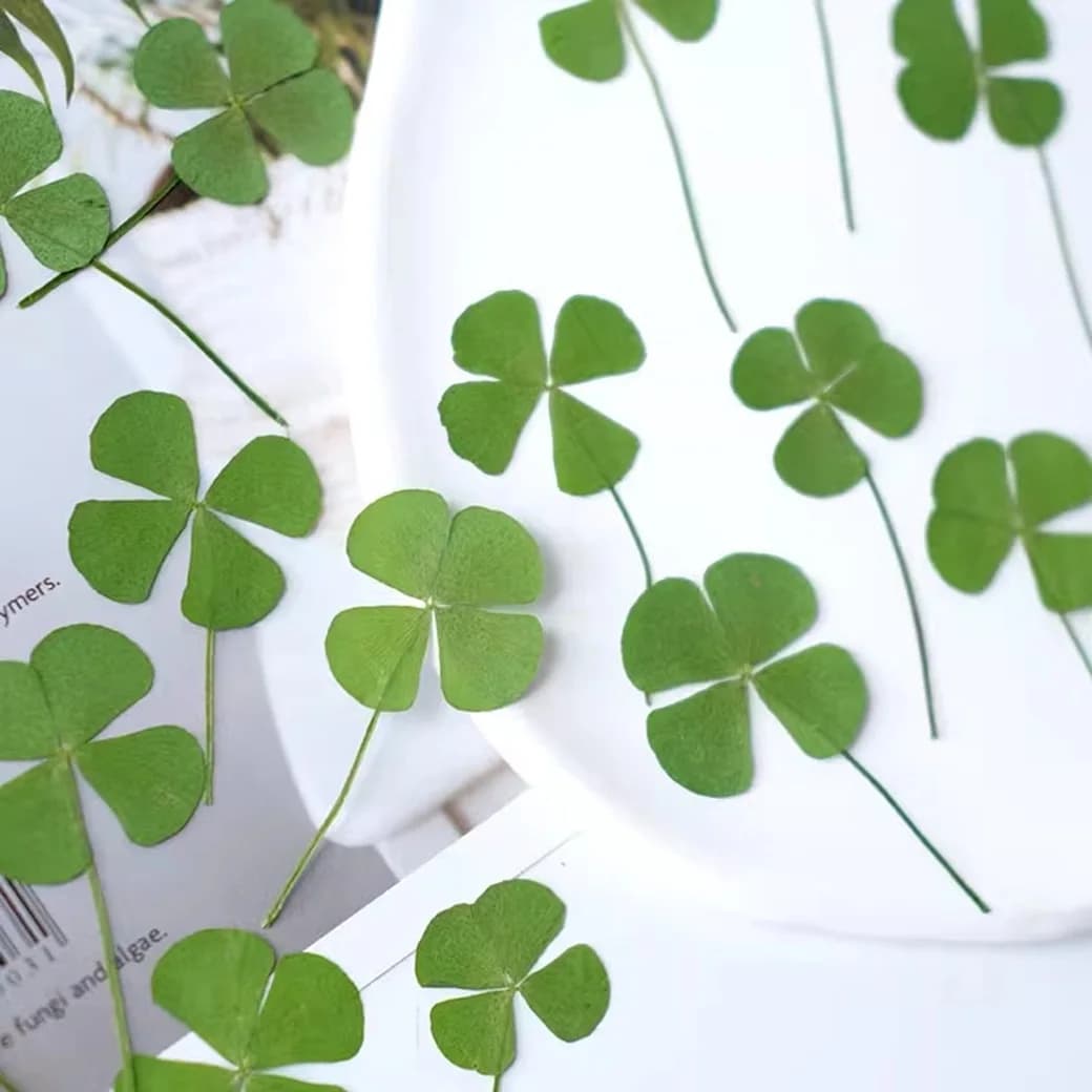 Four-Leaf lucky  Plant Specimen Resin Drop Mold Phone Case Plant Bookmark Frame DIY Teaching Kit