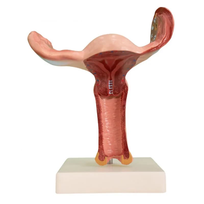 Medical enlargement of human anatomy uterus model for human anatomy uterus education model