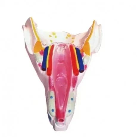PVC pharynx teaching model, pharynx wall muscle model