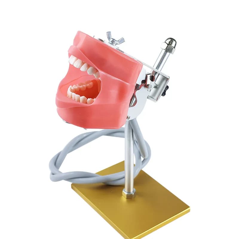 Simple dentals training head model, dentals emulator for medical students