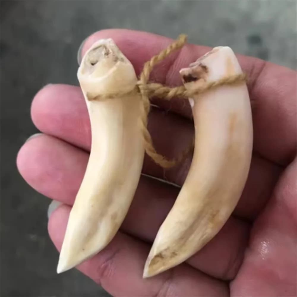 Antique Miscellaneous Vintage Distressed Wild Pig Tooth Pendant