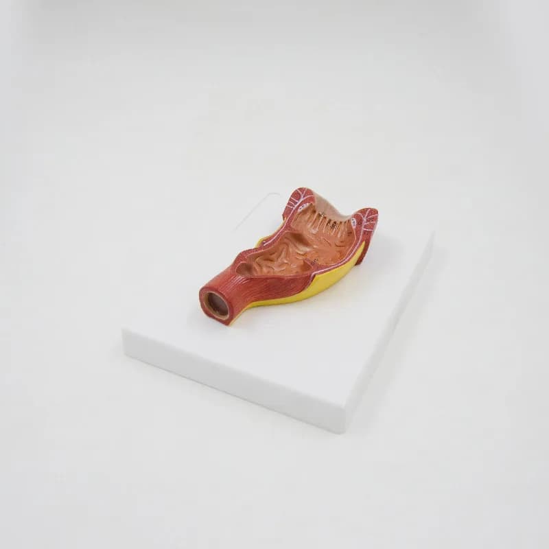 Rectum and Anal Digestive System Human Anatomy Model Intestinal Anatomy Biological Teaching Model