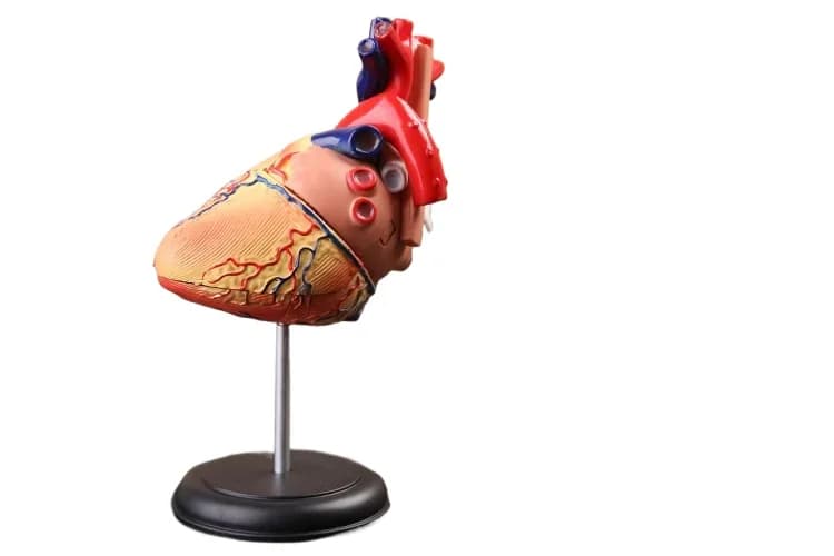 3d hear model colored heart assembled Human Anatomy  dimensional model