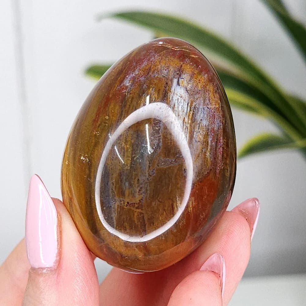 Natural Petrified Wood Egg Stones Perfect for Home Decor or A Thoughtful Holiday Gift for Meditation Reiki Chakra Balancing