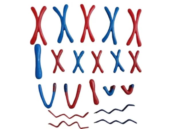 Meiotic Chromosome Change Model Chromosome Change Model Components in Meiosis Biological Experiment Equipment