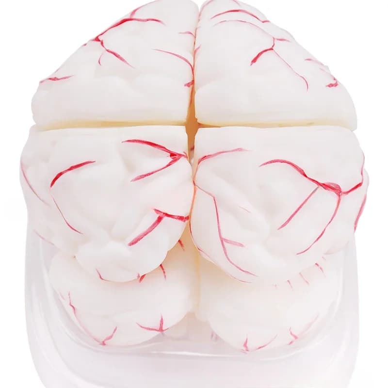 Biomedical Teaching Model Brain Anatomy Model 8 parts