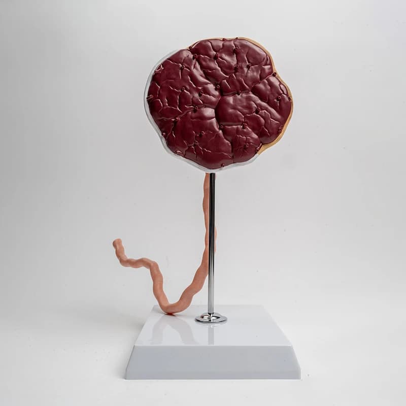 Placental anatomy umbilical cord arteriovenous vascular obstetric model