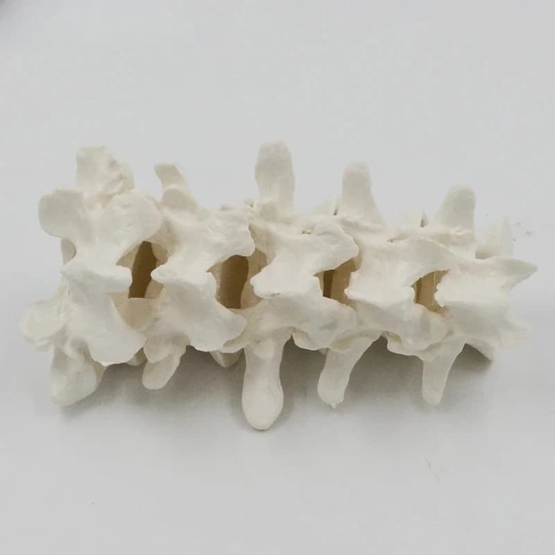 7-segment cervical spine model -segment vertebral lumbar spine skeletal cervical  umbar atlas vertebrae spinal bones