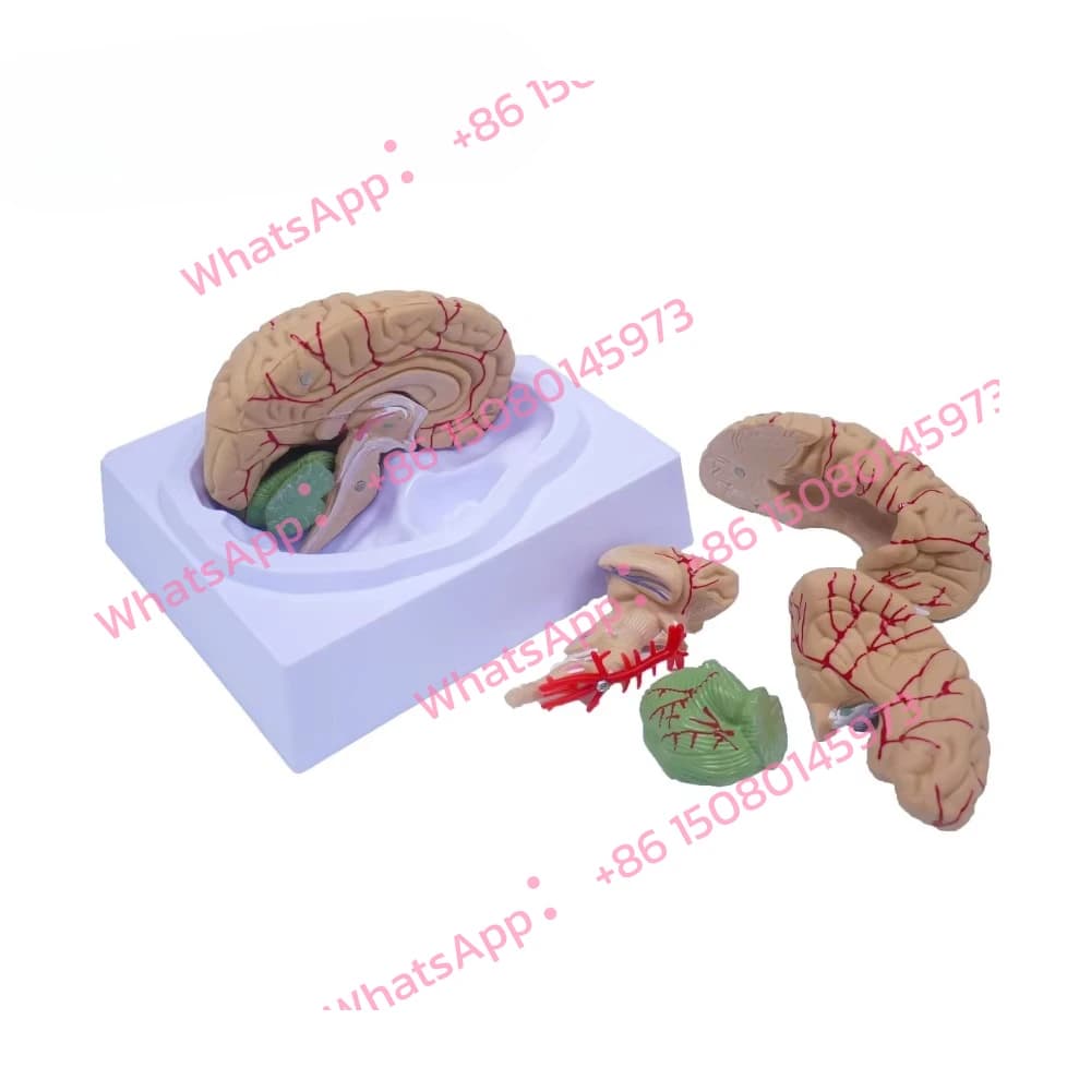 Medical Brain Anatomy Model Human Brain Structure Brainstem Model for Neurology Education Demonstration