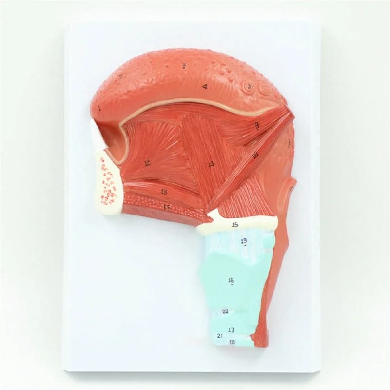 Anatomical model of human tongue muscle Medical teaching model