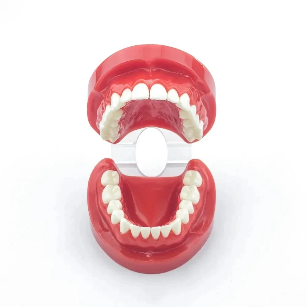 Adult Standard Typodont Demonstration Teeth Model #7004 #7008 Dentals Study Teach Model