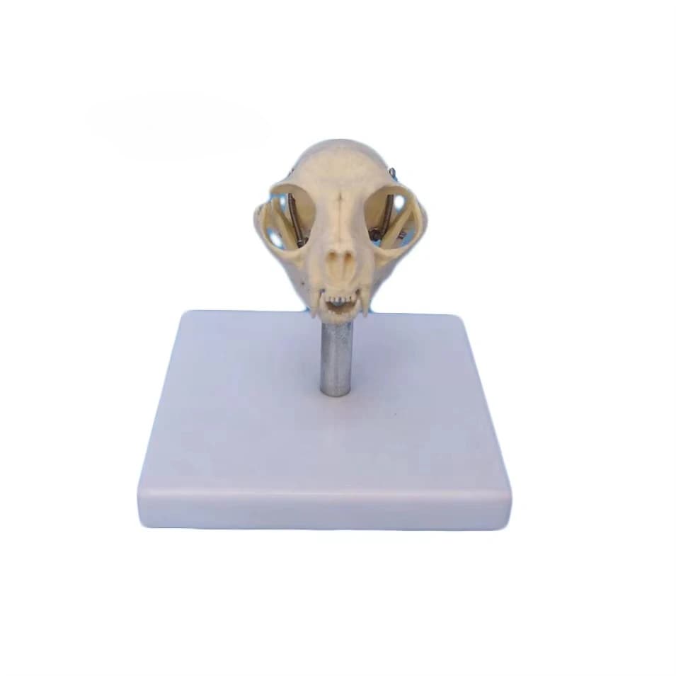 Medical Science, Cat Skull Model, Veterinary Medicine, Animal Cat Skull Model
