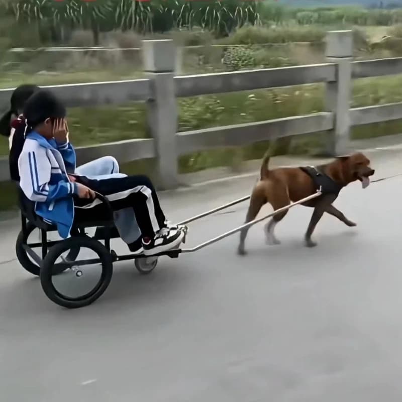 Suitable for 40~ 40 kg dog passenger and cargo dog cart, dog pulling people to sit and walk the dog, Samorabra