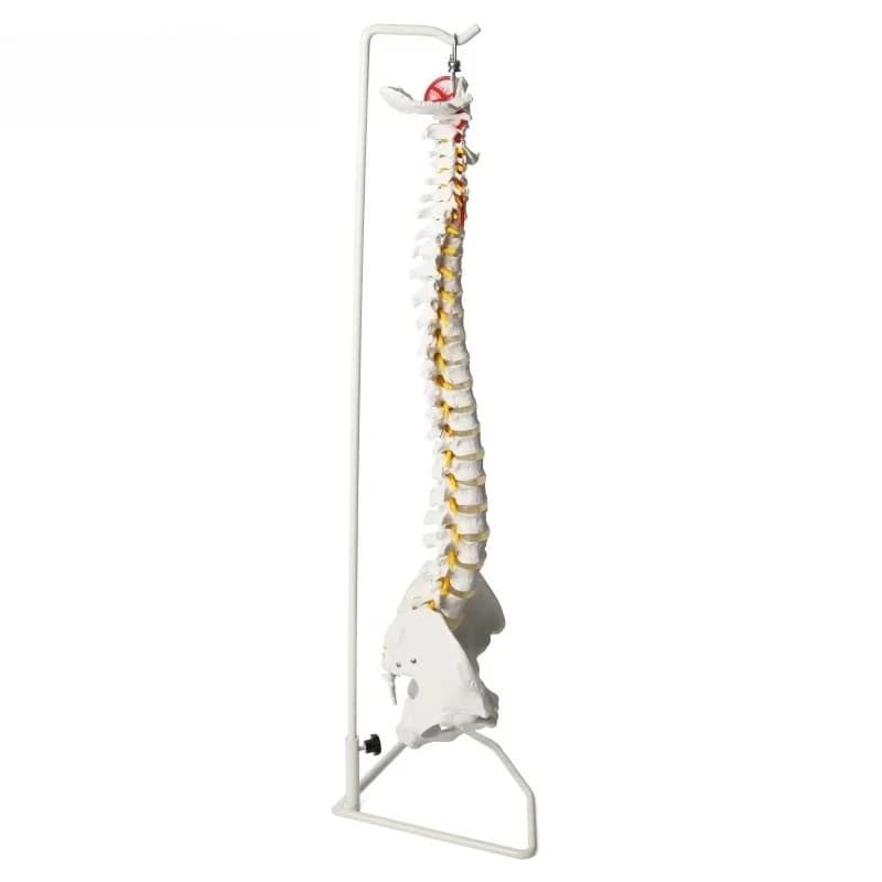 Spine Model, 85cm Spine Model and Pelvis