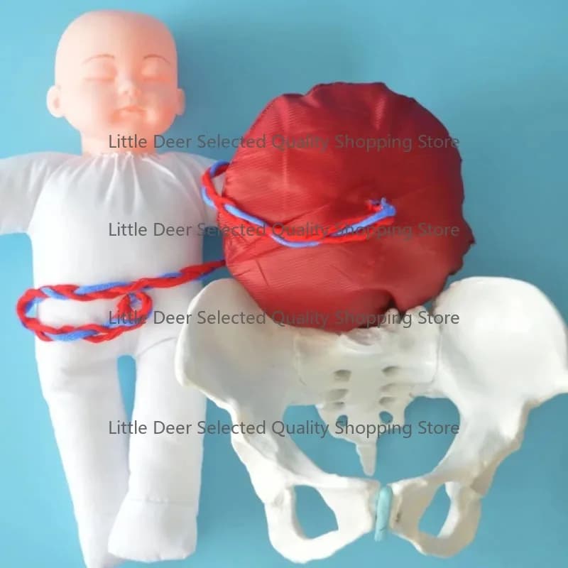 1:1 Life Sized Human Delivery Demonstration Pelvis Teaching Anatomy Model Fetus Umbilical Cord Placenta Model