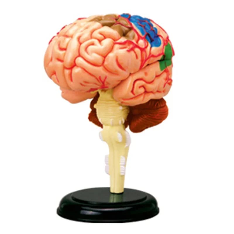 Educational Assembling Toys Human Viscera Heart Skull Eye Organs Anatomy Model Medicine