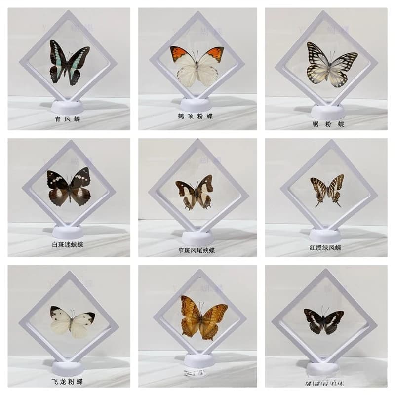 Beautiful Real Butterfly, Three-Dimensional Butterfly That Has Spread Its Wings, Butterfly That Is Suspended In The Air