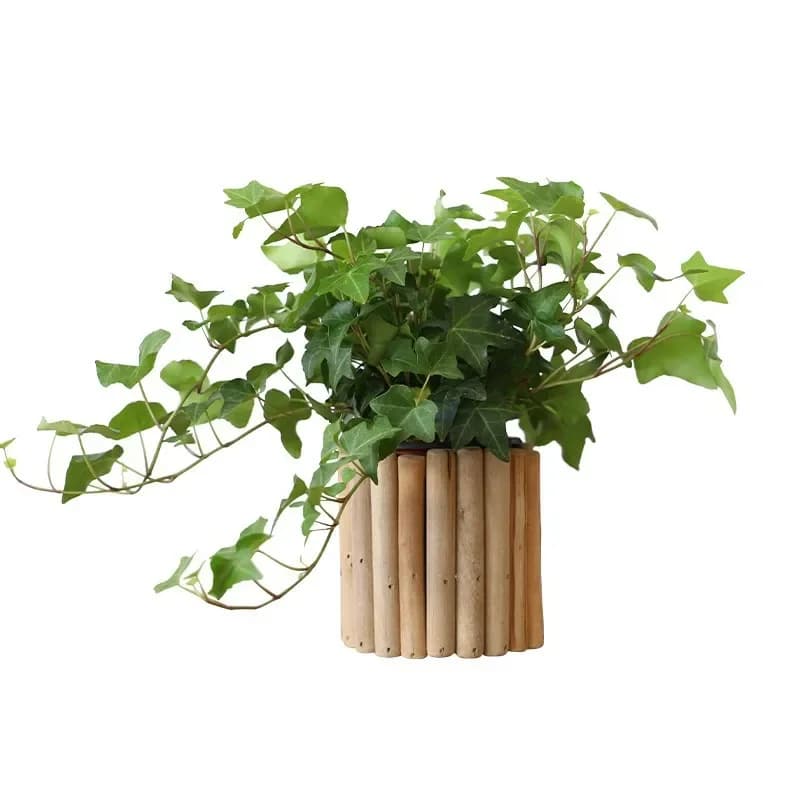 retro small vase ornament, entrance living room flower arrangement desktop creative hydroponic soil green plant ivy