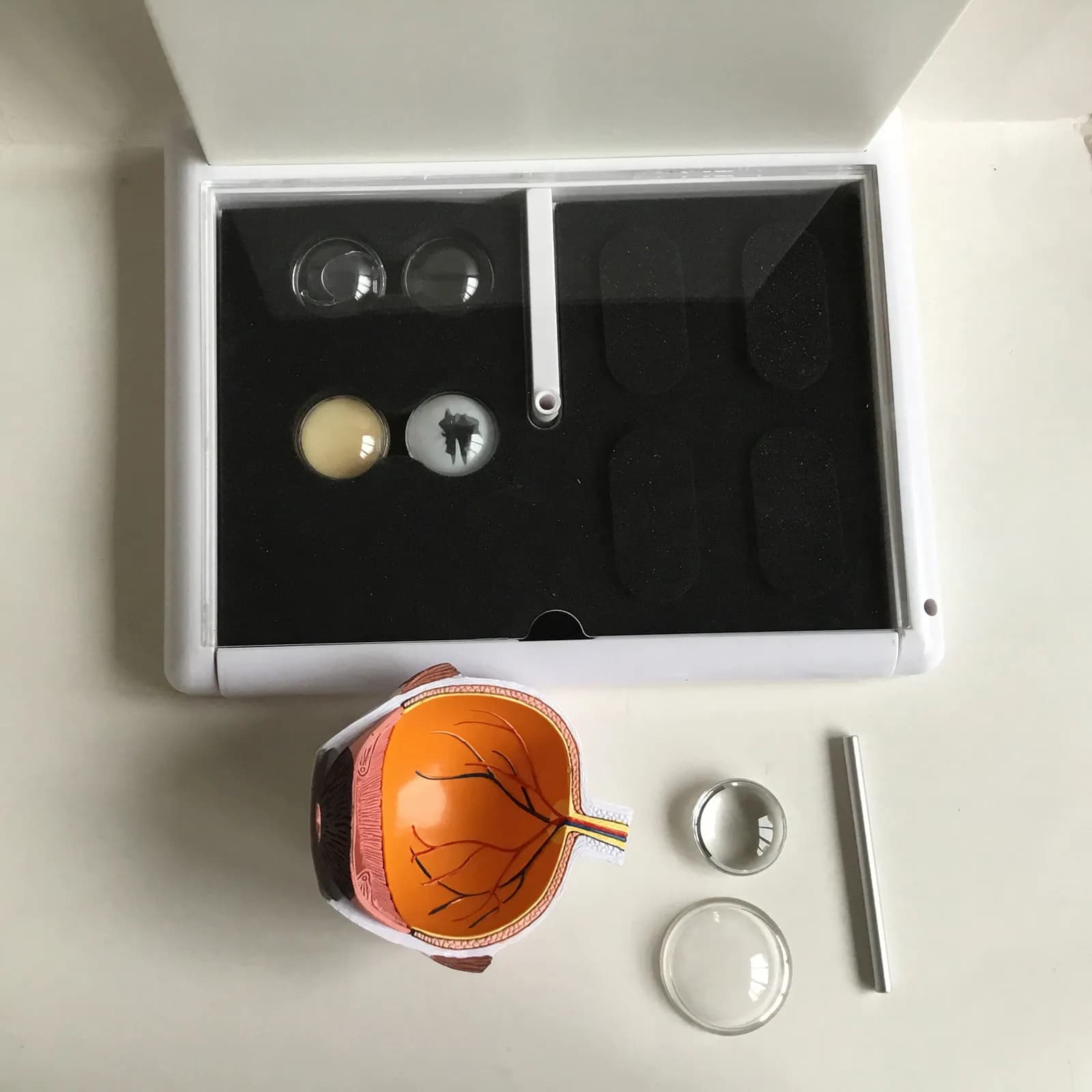 Eye model chip iris organ anatomy cataract optical teaching aids