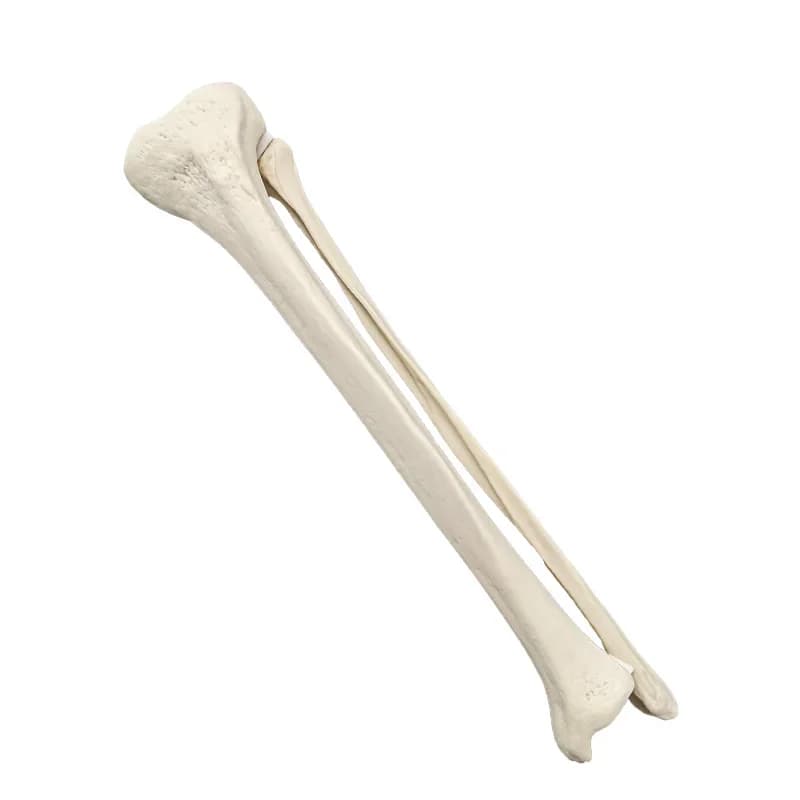 Tibia and fibula simulated bone Sawbones artificial bone preoperative practical training human bone model