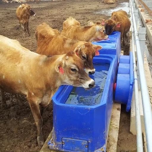 Heating Cattle Water Warmer Drinking Water Tank Horse Water Trough