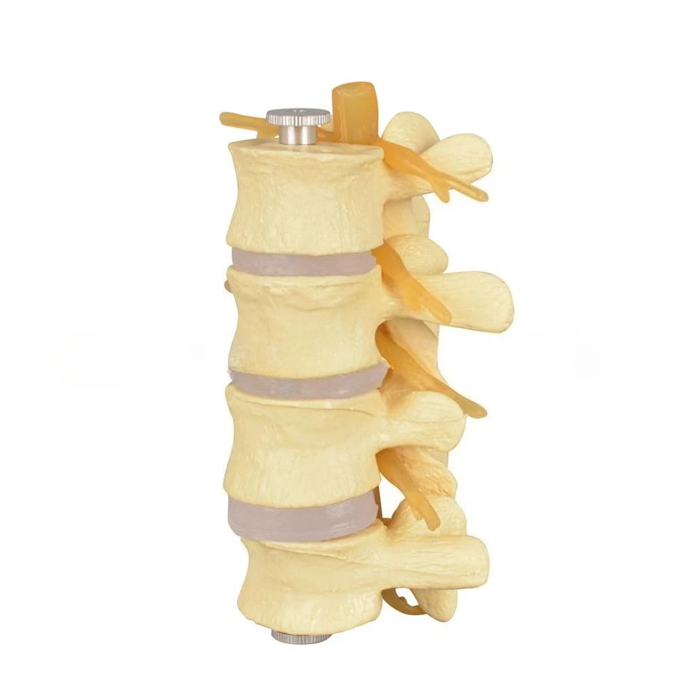 Teaching model, large lumbar spine model (4 sections) skeleton model