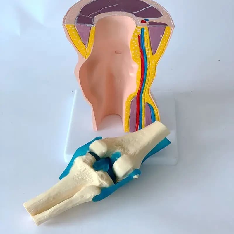 Human Knee Function Model, Meniscus and Cruciate Ligament Knee Motion Model, Knee Patella Teaching Model