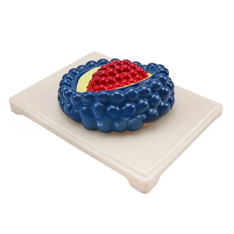 Virus model biomedical teaching model