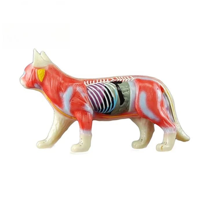 Cat Acupuncture Model Manufacturers Cat AcupunctureModel Medica Science AnatomyModel China Medicl Anatomical