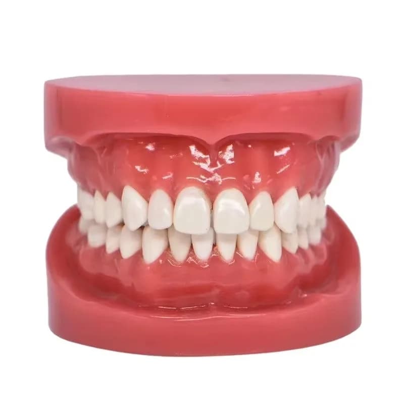 Children's Practice Brushing Teeth Model 1/2 Standard Model Children's Teaching Oral Correct Brushing Demonstration